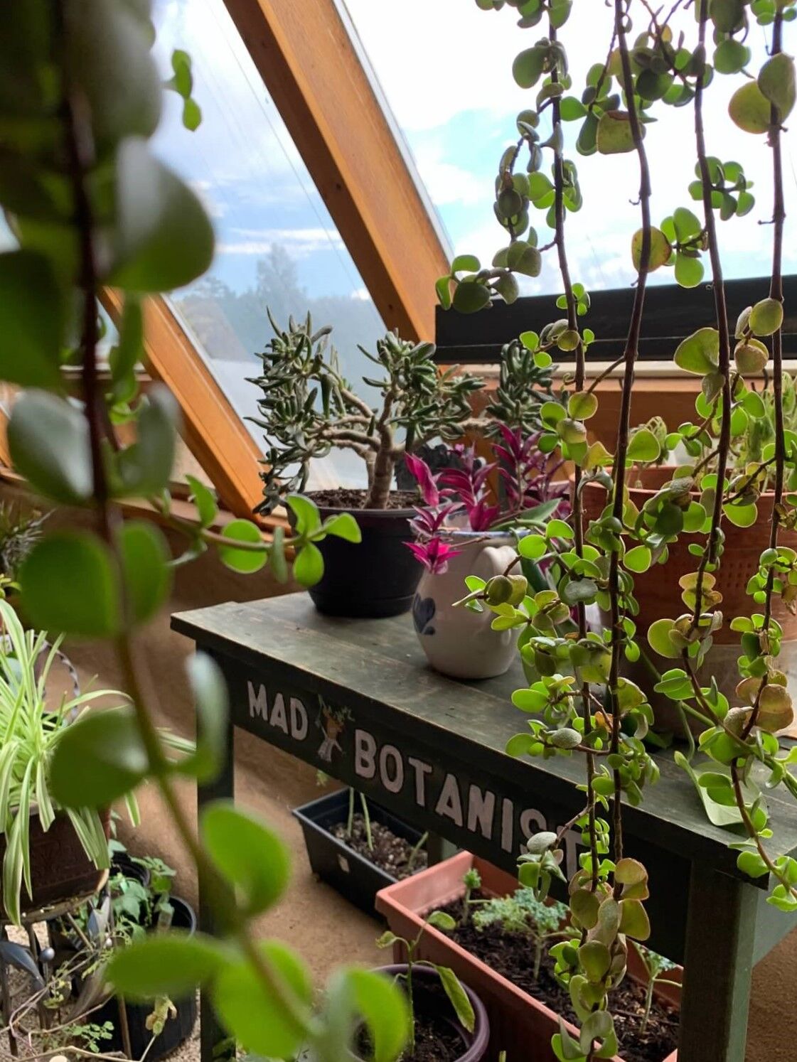 Planter_botonist.jpg